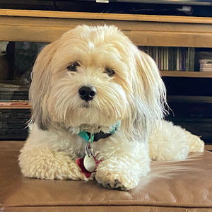 Meet your Posher, Sienna